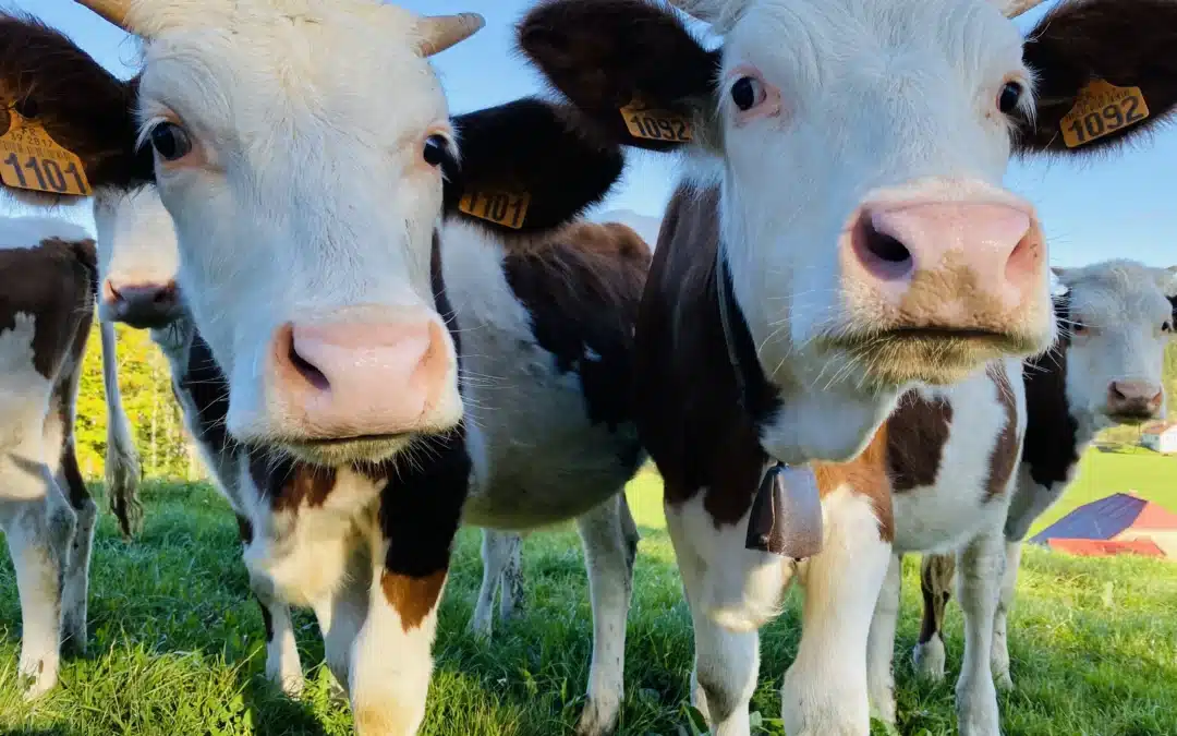 Top 5 des gîtes à la ferme dans le Jura