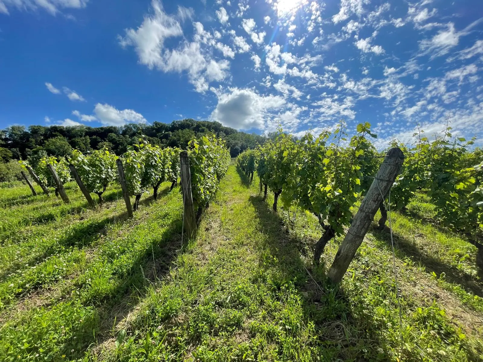 Vignobles Jurassiens