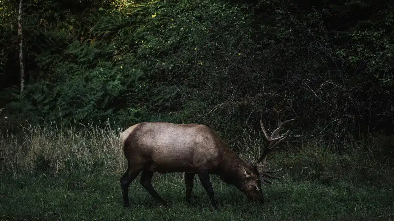 Cerf
