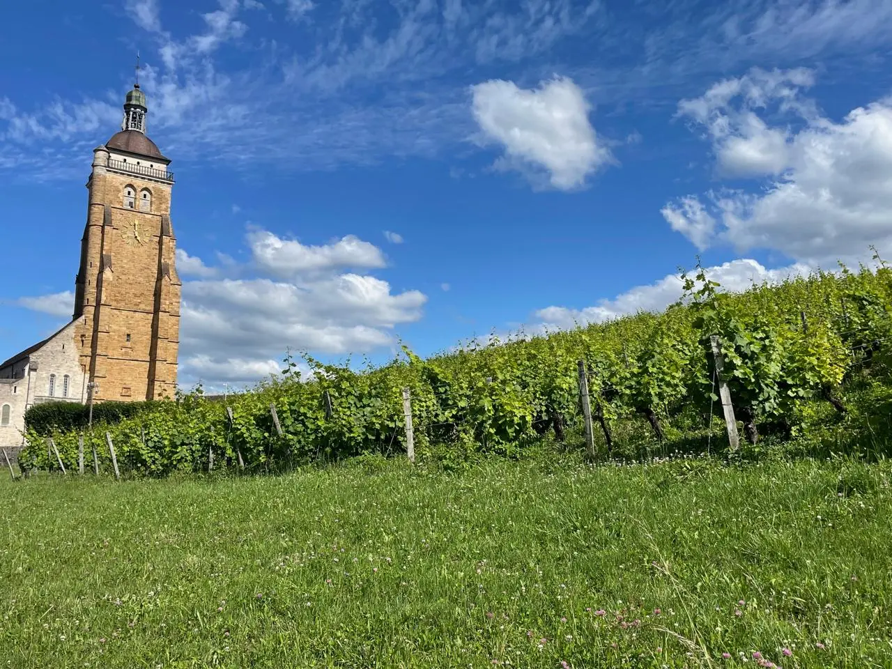 Eglise et vignes, Arbois