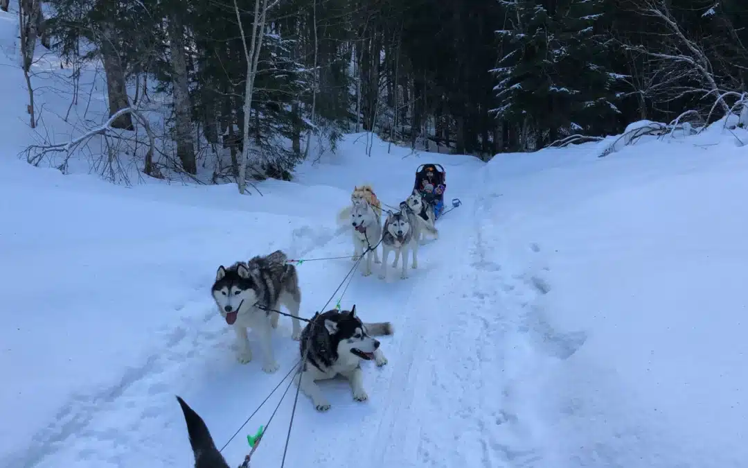 Où faire du chien de traîneau dans le Jura ?