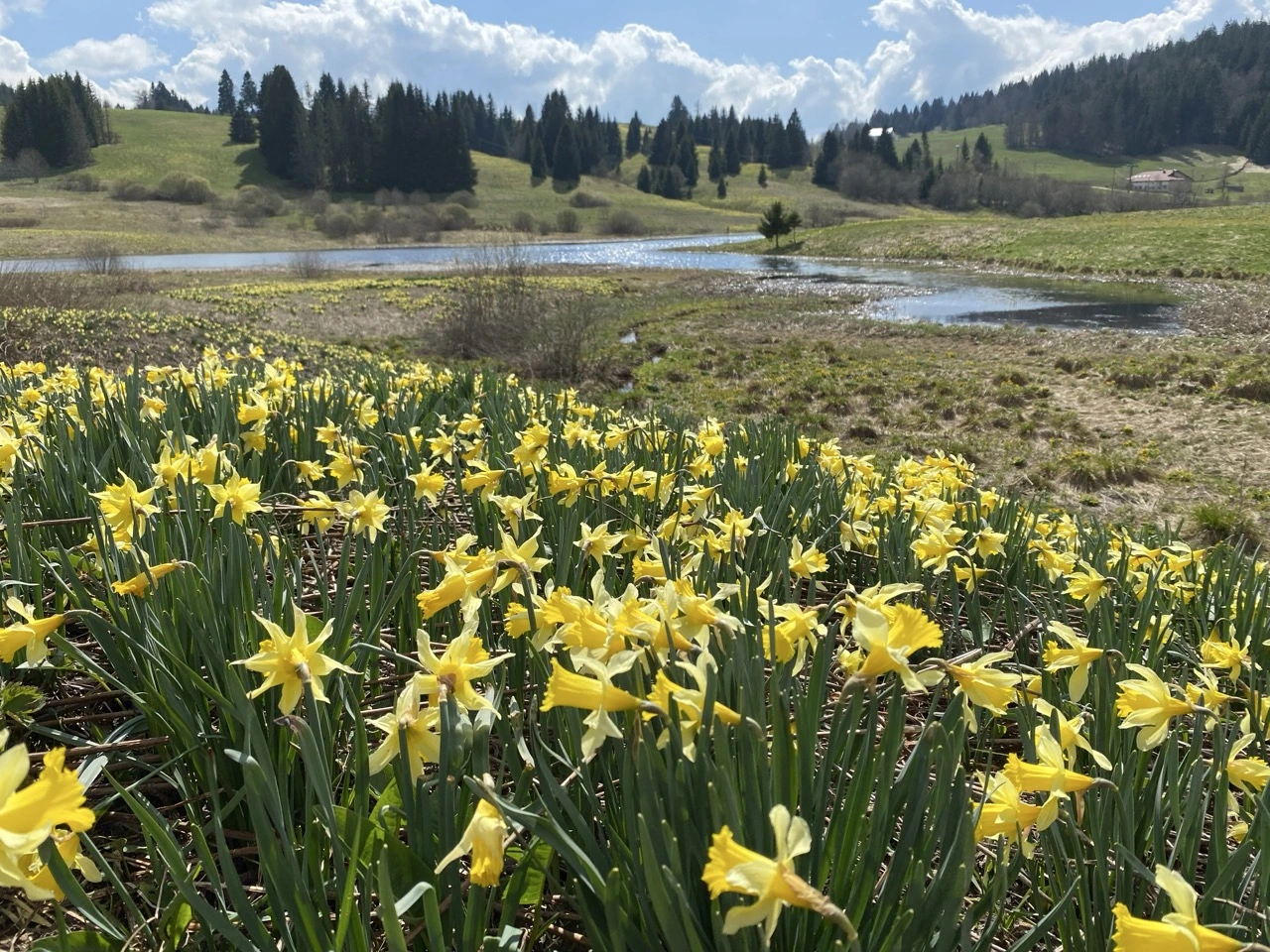 Jura printemps